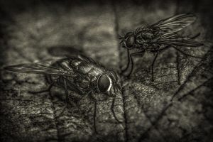 560 Fotograf  Aage Madsen  -  Two flies  